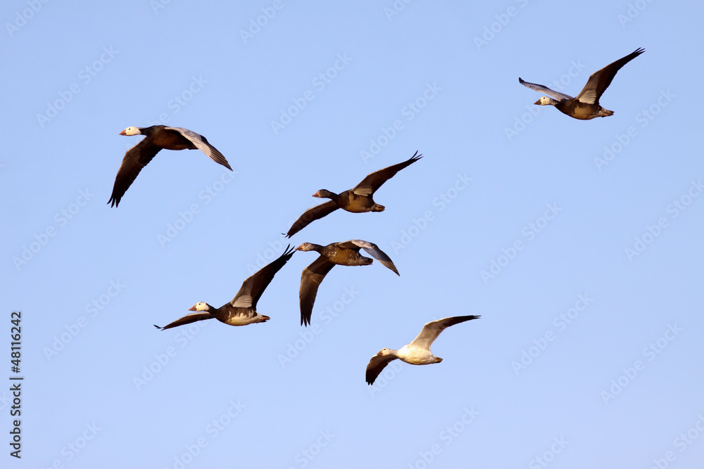 Obraz premium Blue Snow Geese