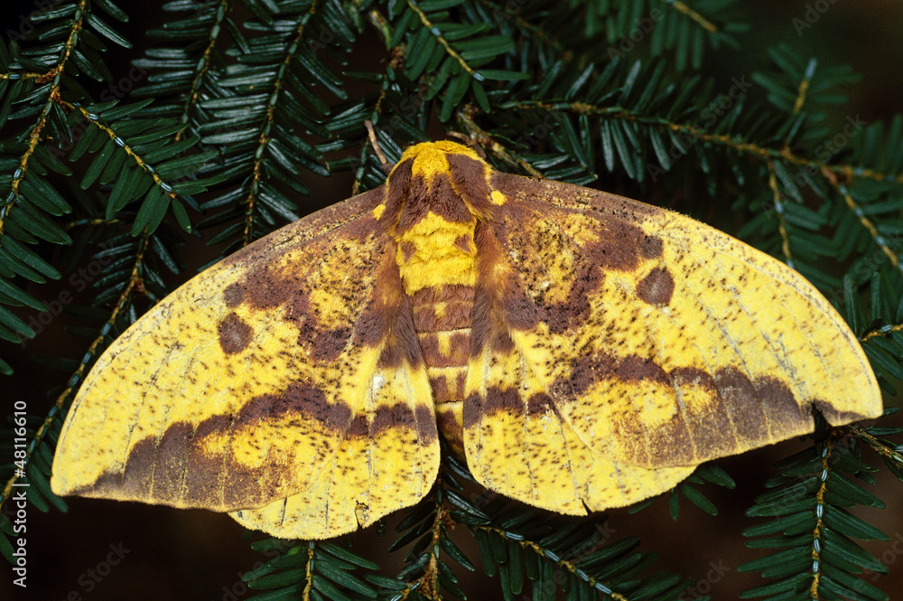 Obraz premium Imperial Moth (Eacles imperialis)