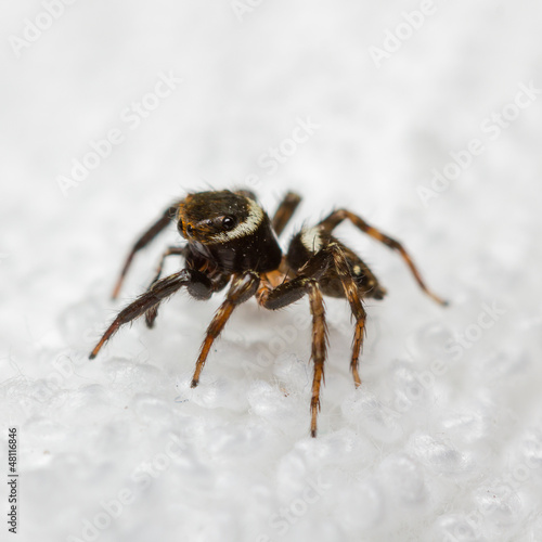 Hasarius Adansoni jumping spider