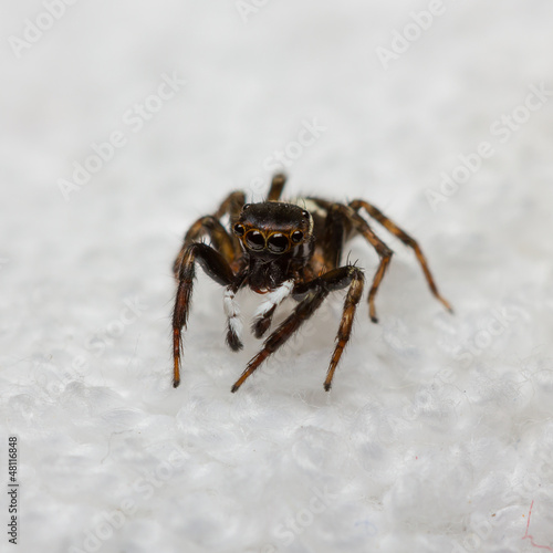 Hasarius Adansoni jumping spider