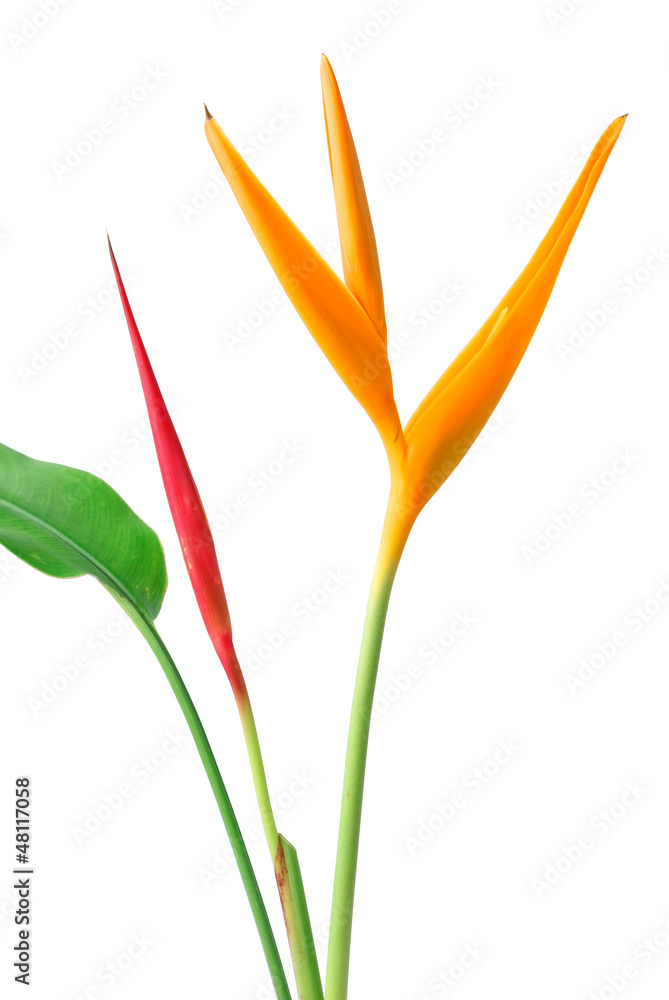 Yellow and Red Orchid on the white background Yellow and Red Orchid on the white background