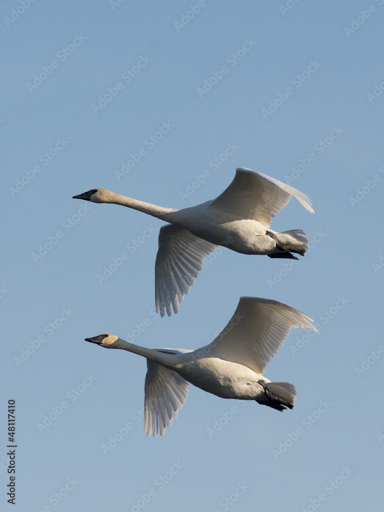 Fototapeta premium Pair of Swans