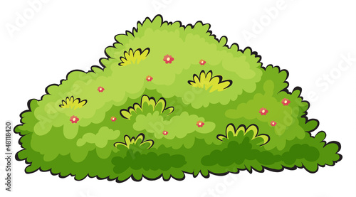 Green bush