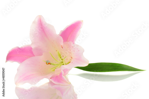 beautiful lily flower isolated on white