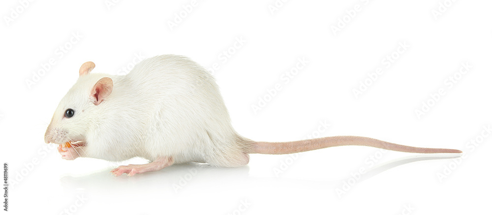 funny little rat with food, isolated on white funny little rat with food, isolated on white