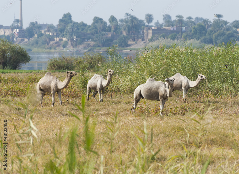 Dromedary camels in a meadow on riverbank Dromedary camels in a meadow on riverbank
