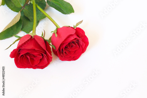 Fototapeta Naklejka Na Ścianę i Meble -  Two red roses on white background with space for text