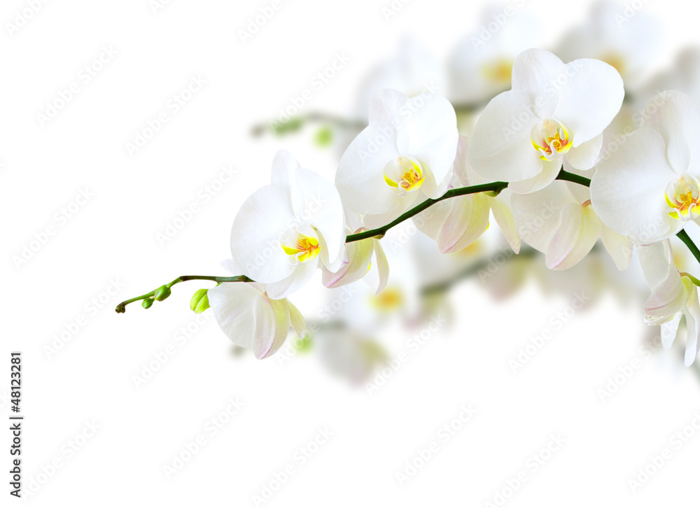 Fototapeta premium orchidea