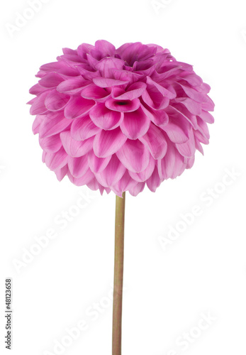 Fototapeta Naklejka Na Ścianę i Meble -  flower