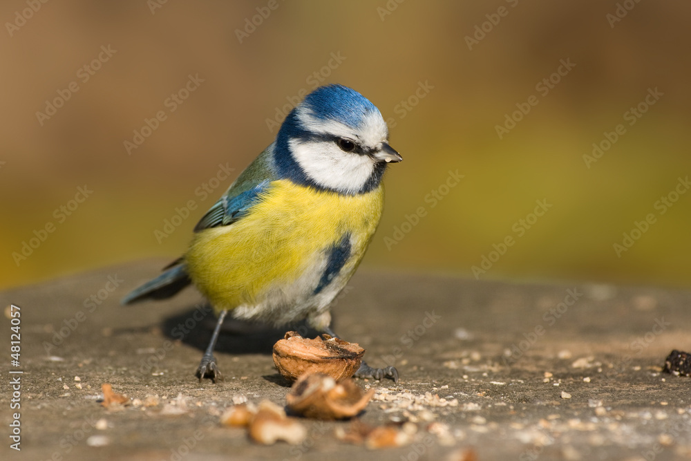 Fototapeta premium Blaumeise