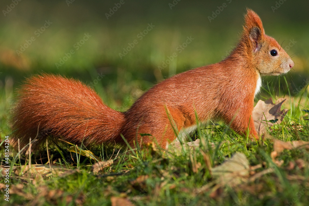 Eichhörnchen Eichhörnchen