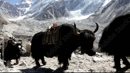 yak caravan in Everest Base Camp,Nepal