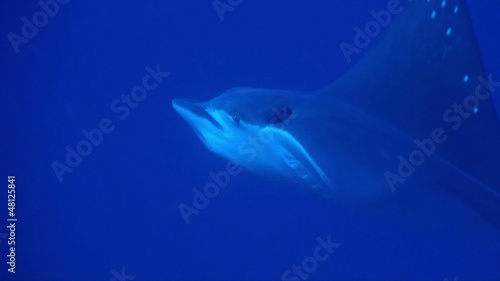 Eagle ray photo