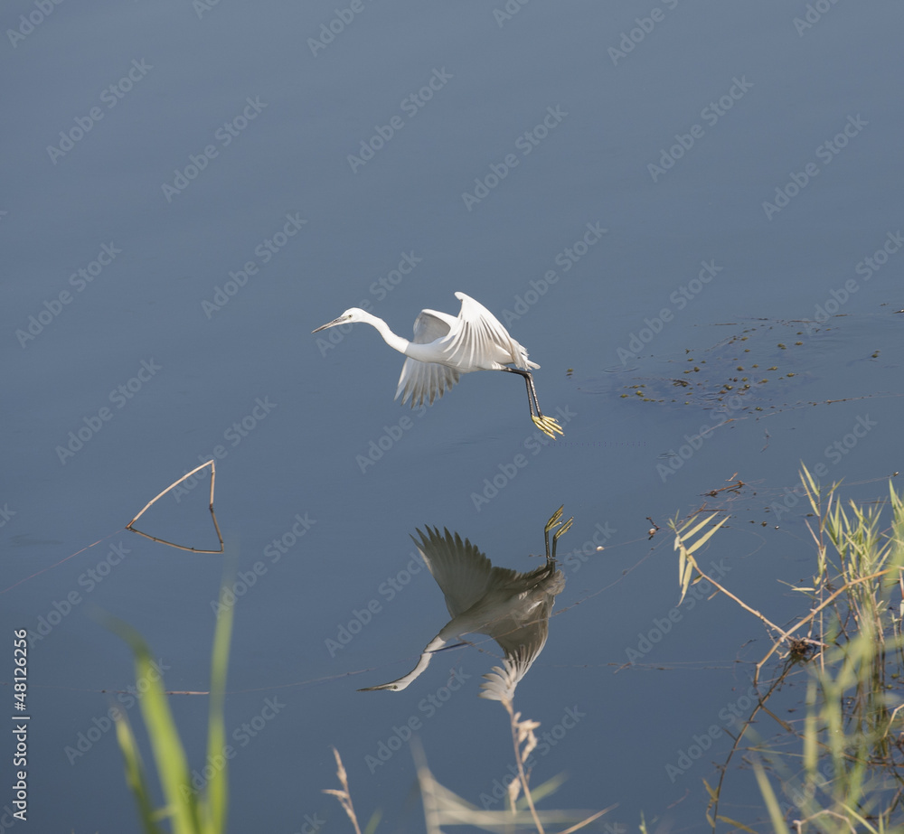 Little egret in flight over water Little egret in flight over water