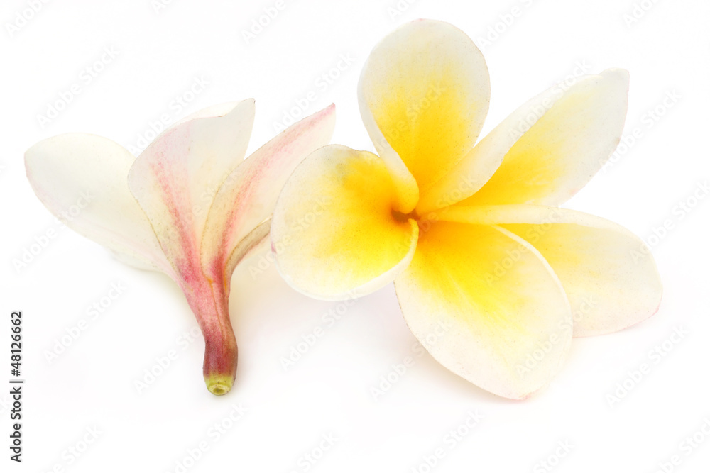 Obraz premium Tropical Frangipani