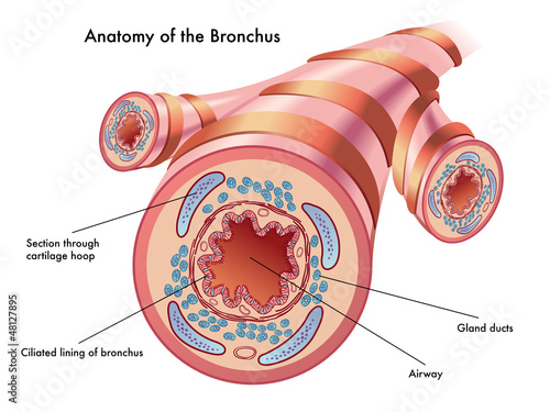 bronchi 2