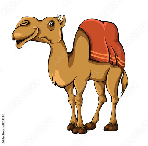 Camel