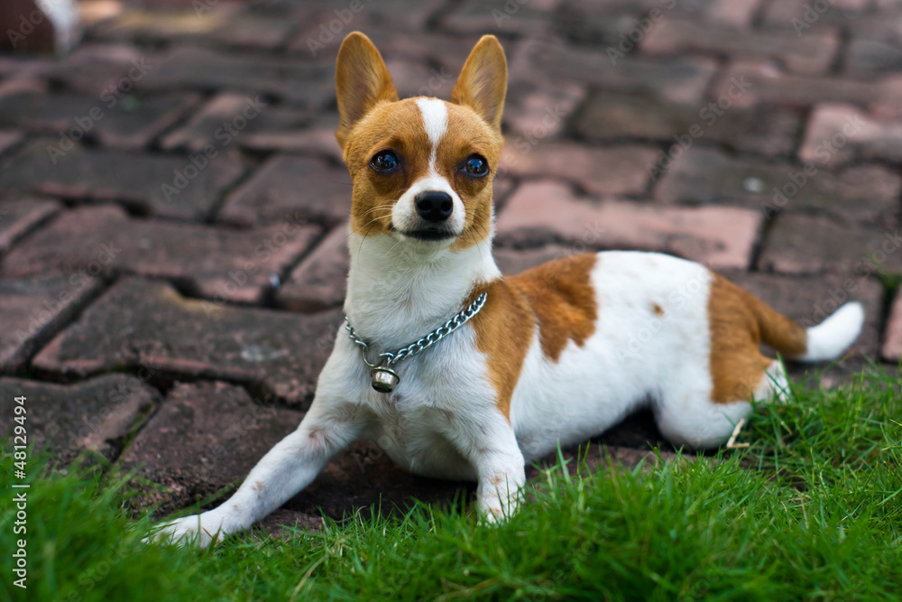 Dog Dog