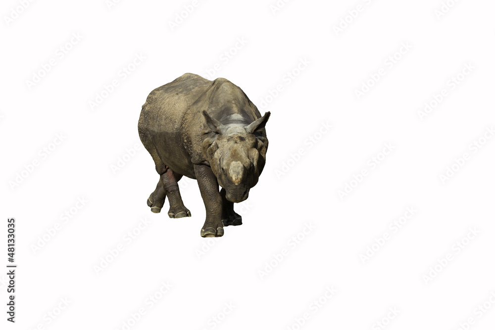 Fototapeta premium rhinoceros on white background