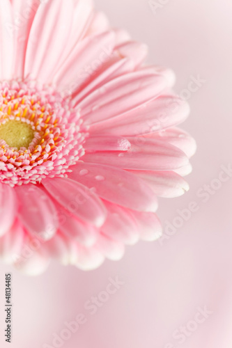 nice gerbera