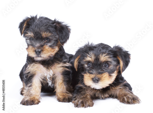 Cute Yorkshire terrier puppy's over white