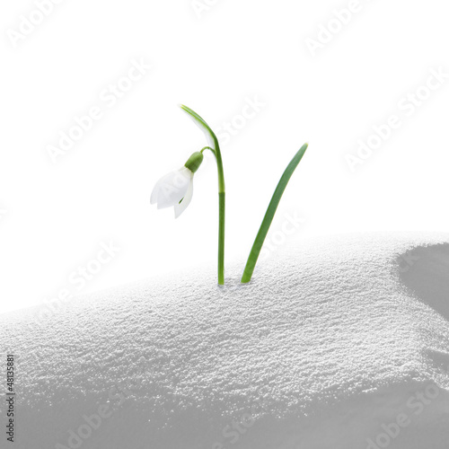 Schneeglöckchen