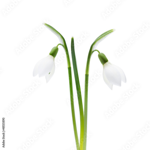 Schneeglöckchen