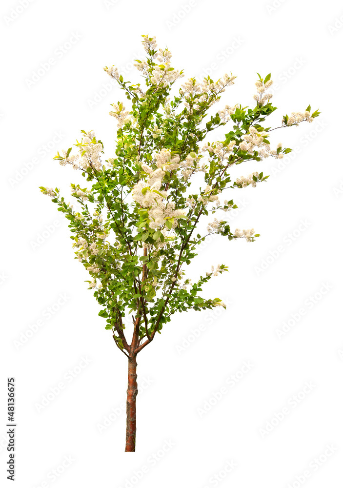 blooming spring tree isolated on whit