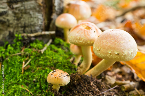 Toxic mushroom