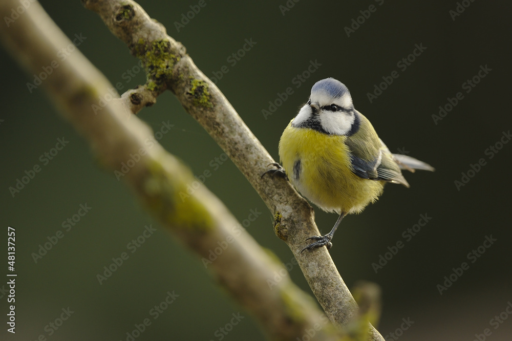 Obraz premium mésange