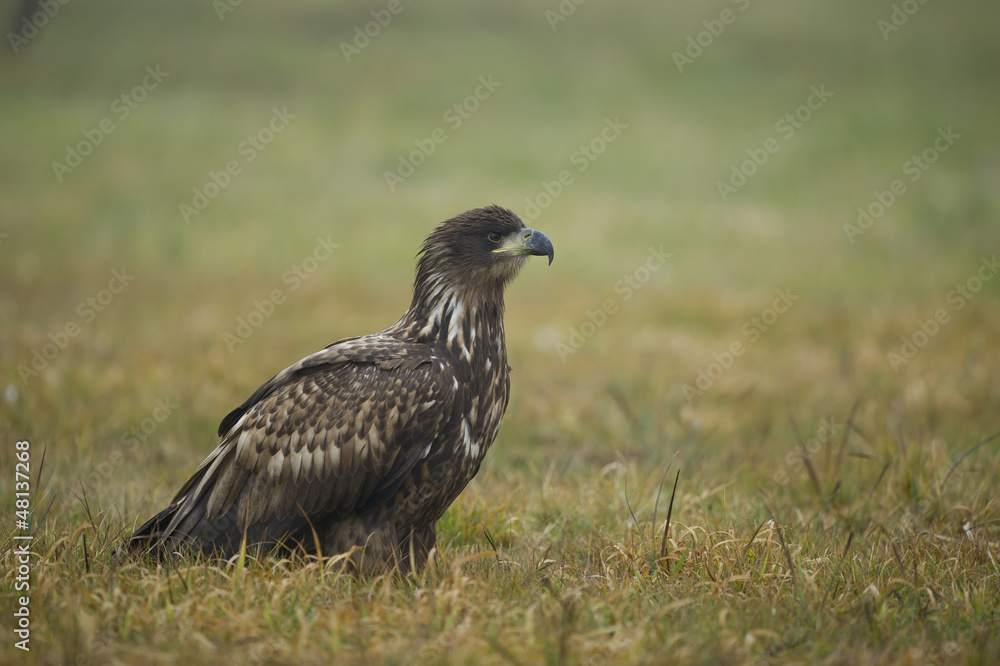 Obraz premium pygarque à queue blanche