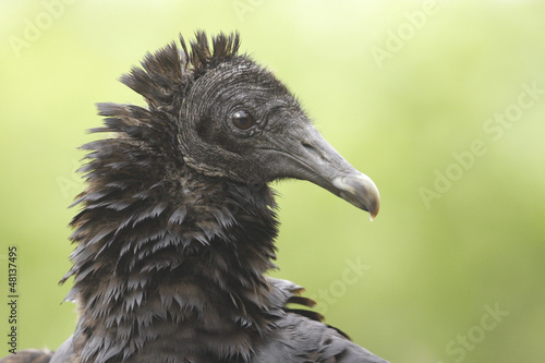 Portrait of Turkey Vulture  Cathartes aura 