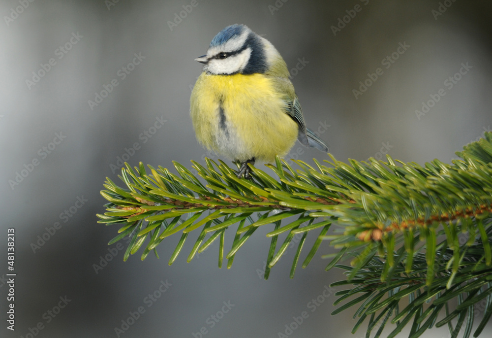 Fototapeta premium Die Blaumeise