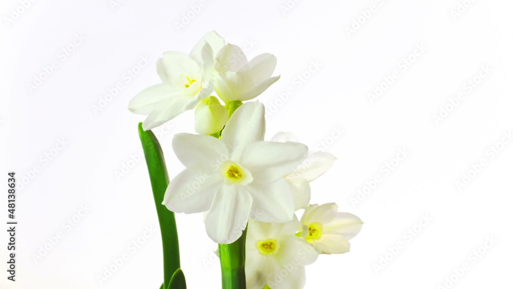 white narcissus blossoms, time-lapse white narcissus blossoms, time-lapse