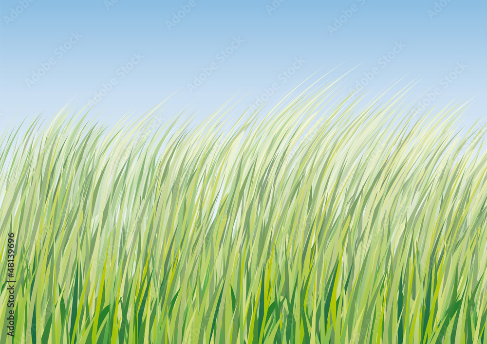 sfondo con erba