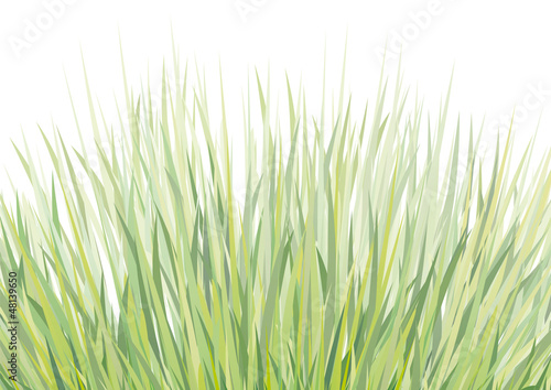 sfondo con erba