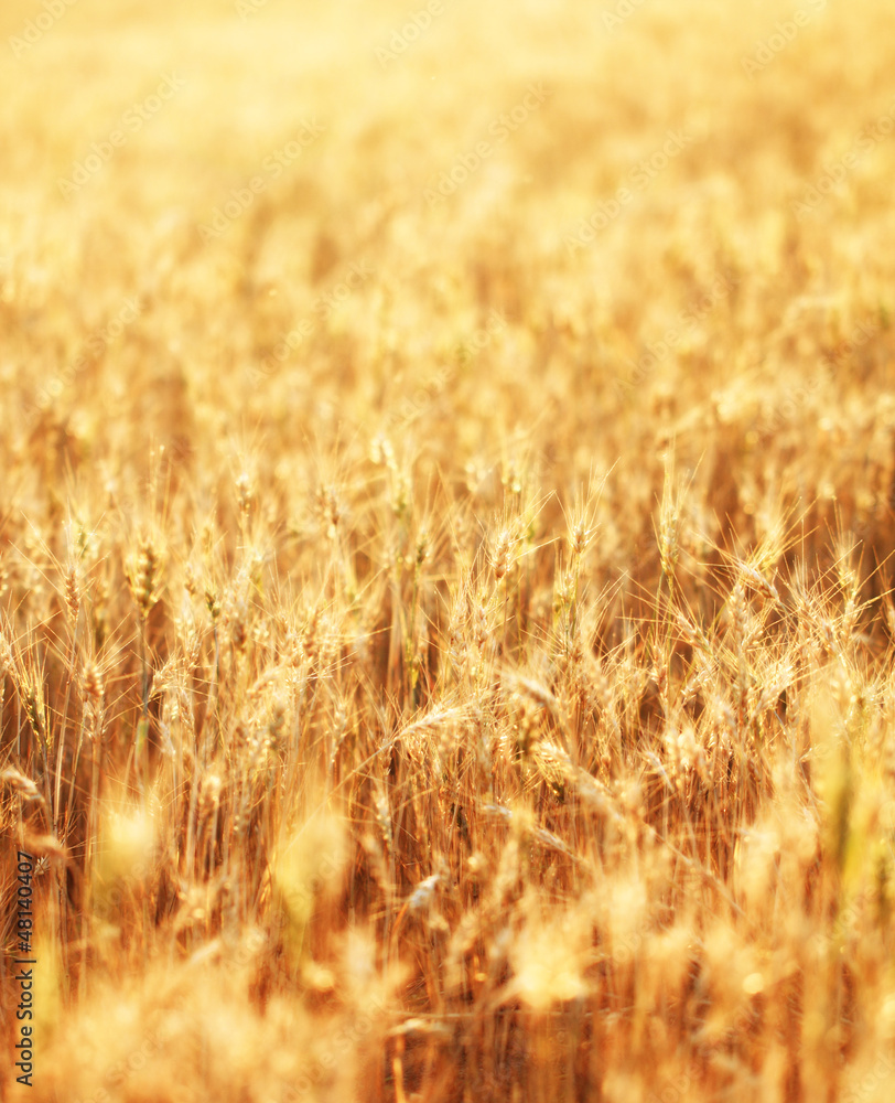 Fields of wheat