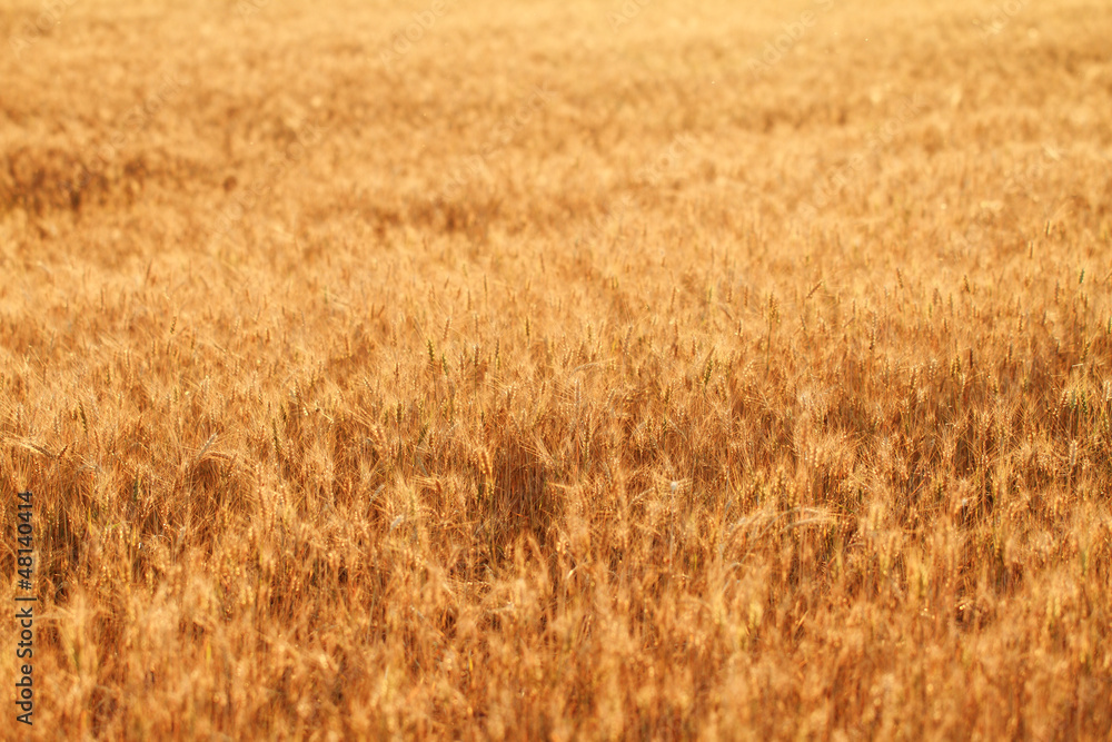 Fields of wheat