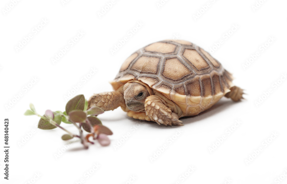 Obraz premium African Spurred Tortoise