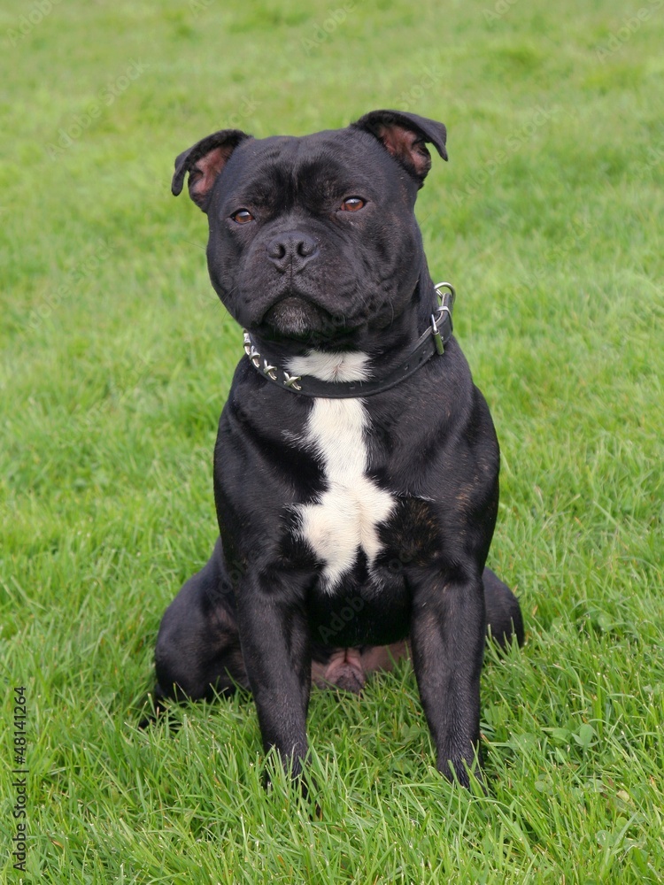 The portrait of Staffordshire Bull Terrier puppy in exterior