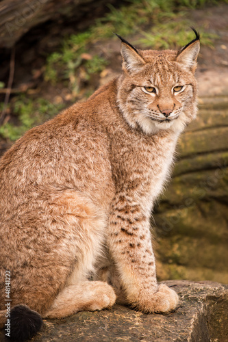 Lynx © davemhuntphoto