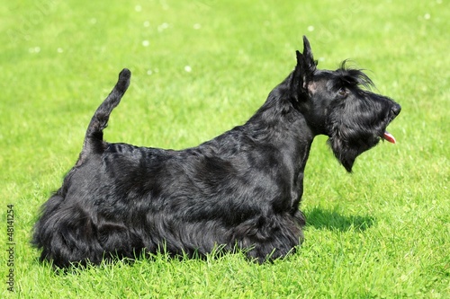 Bild auf Leinwand The portrait of Scottish Terrier in the garden