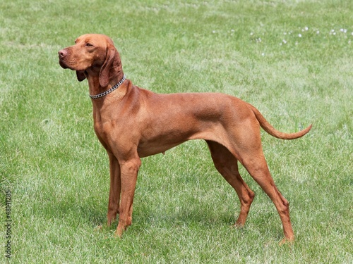 HungarianShort-haired Pointing Dog on the meadow