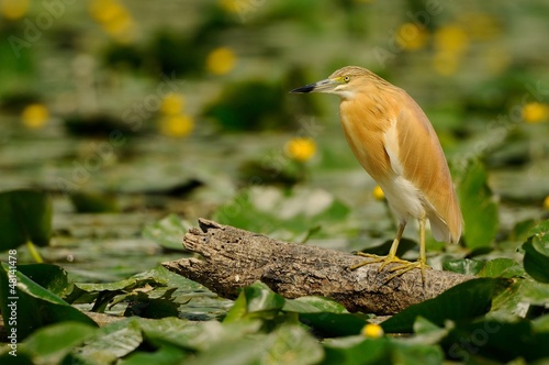 Squacco Heron