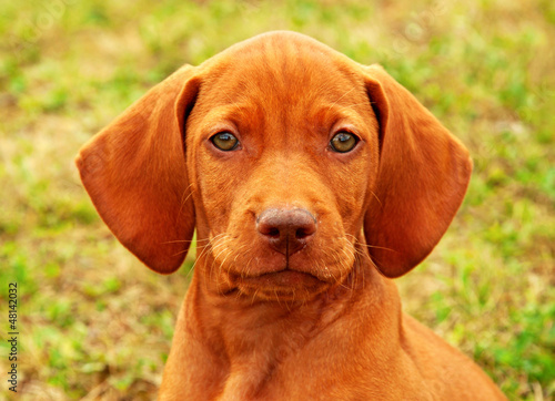 Eight weeks old puppy Hungarian vizsla portrait