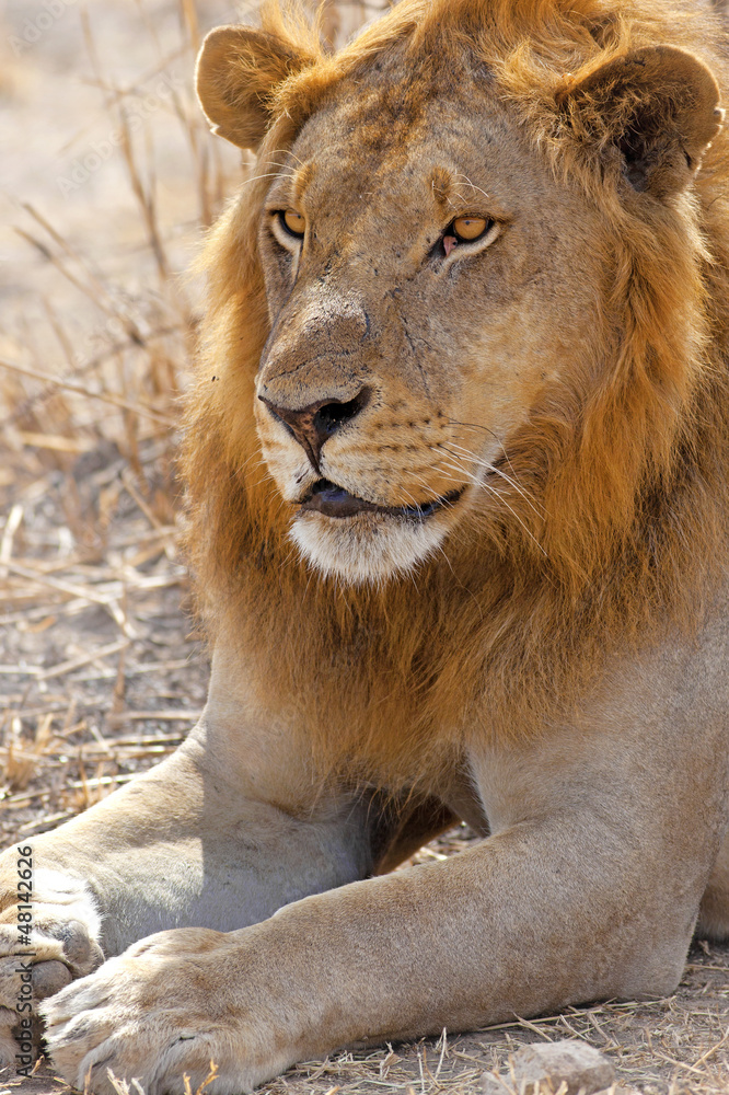 Obraz premium Wild lion