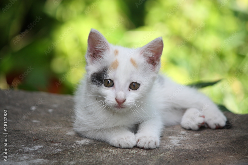 White kitten lying on the ground