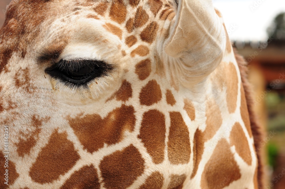 Obraz premium Giraffe Head