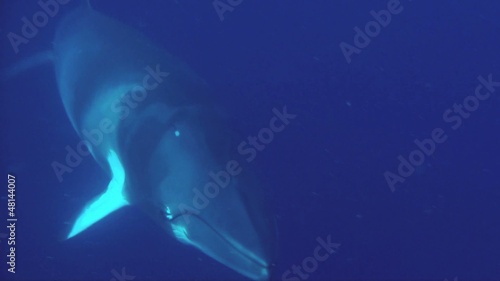 Minke whale close