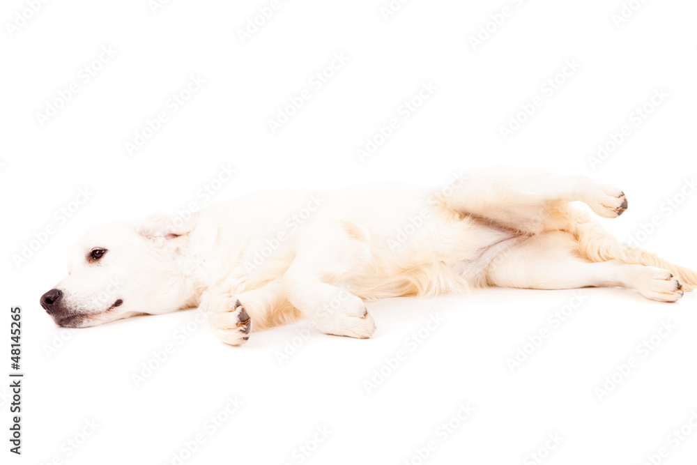 Golden Retriever Golden Retriever